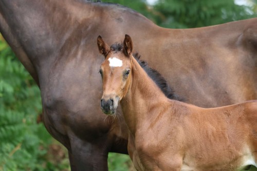 Image de cheval