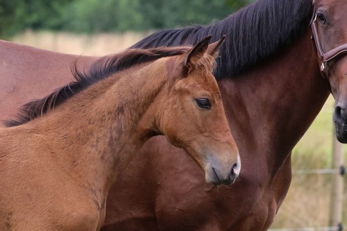 Image de cheval
