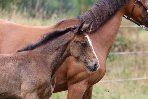 Image de cheval