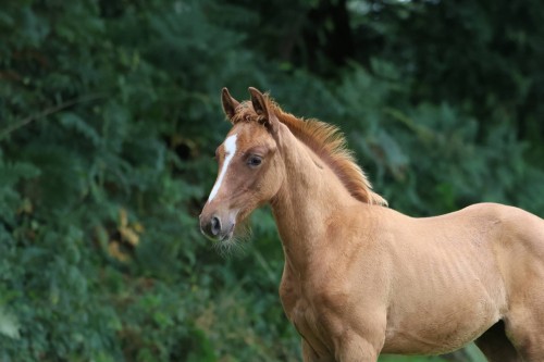 Image de cheval