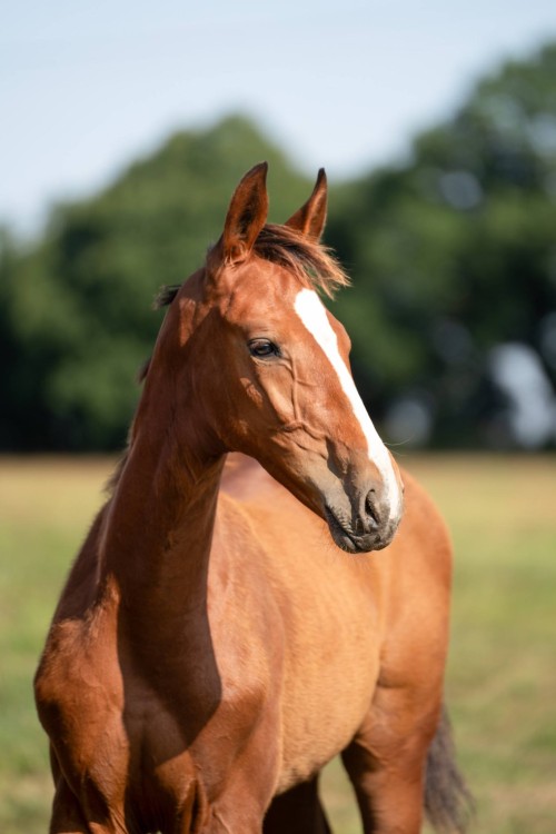 Image de cheval