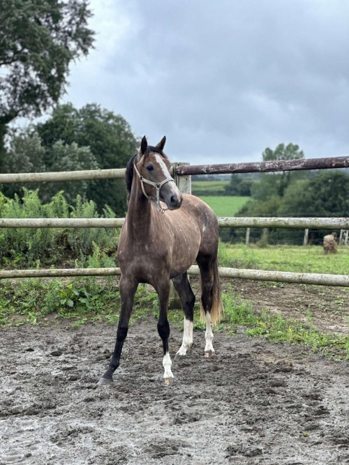 Image de cheval