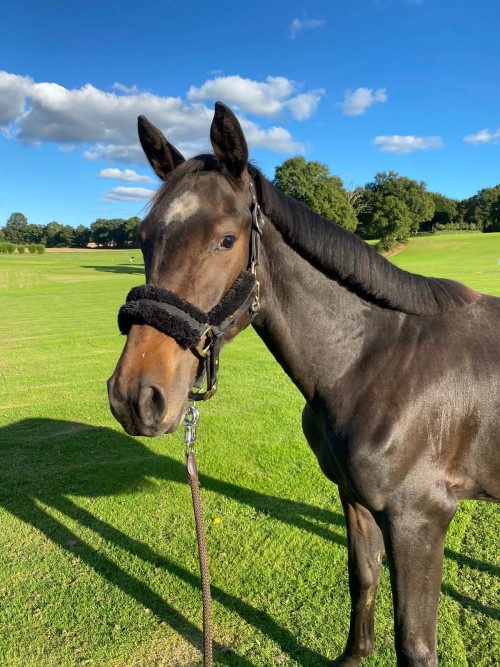 Image de cheval