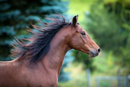 Image de cheval
