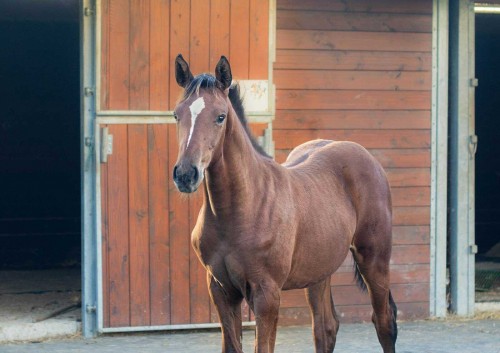 Image de cheval