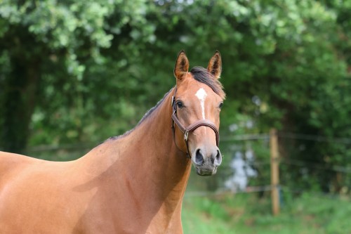 Image de cheval