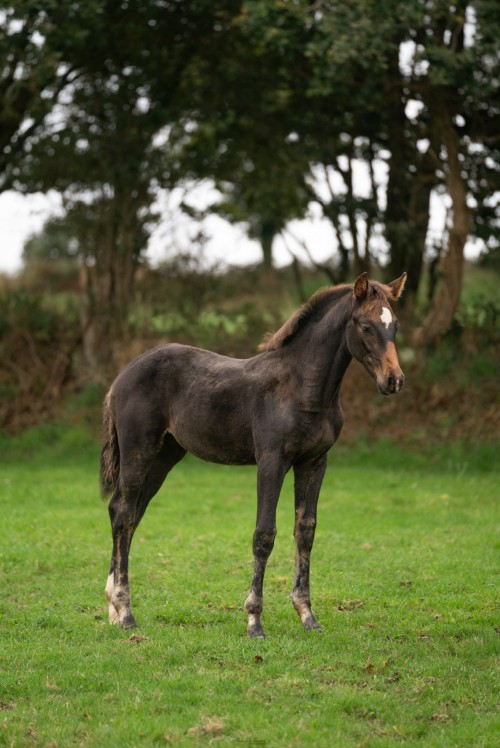 Image de cheval