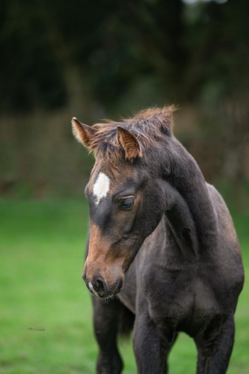 Image de cheval