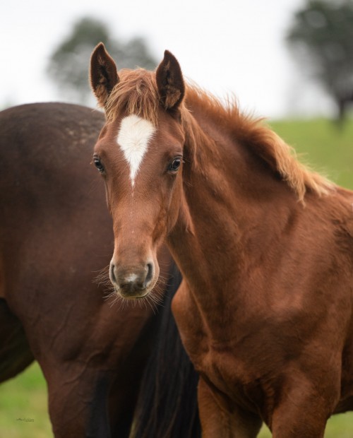 Image de cheval