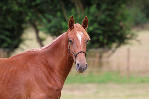 Image de cheval