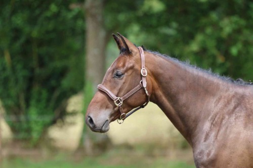 Image de cheval