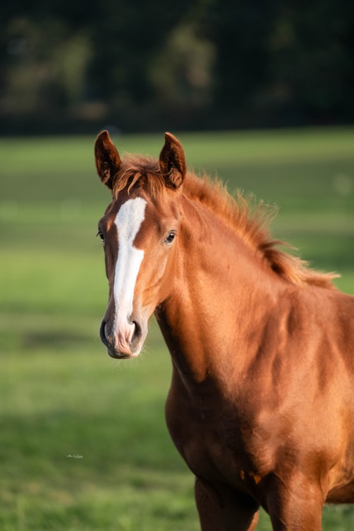 Image de cheval